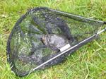 Schildpad