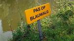 Blauwalg